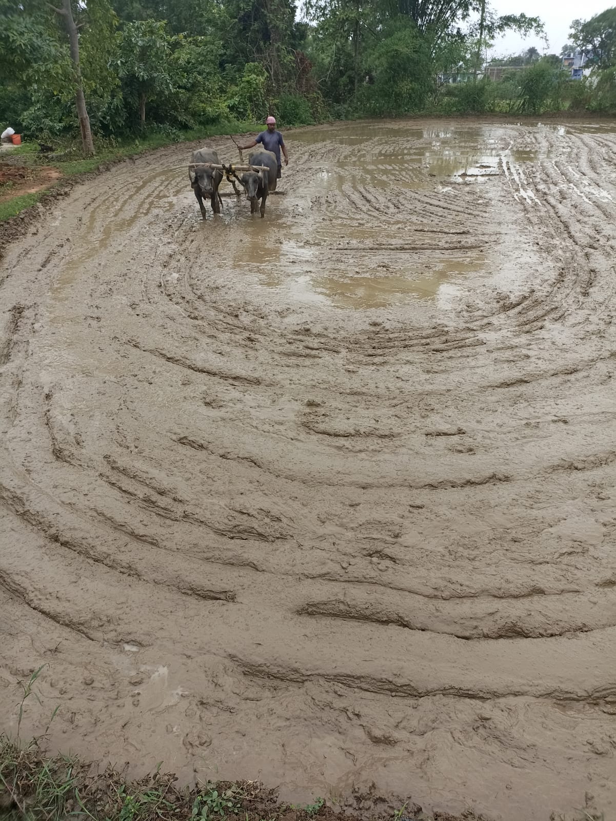 Farming Practical Development